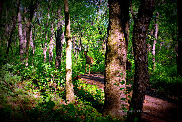 Deer On The Forest Trail