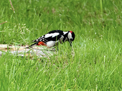 Junge Buntspechte im Garten. (pips)