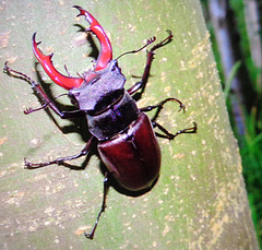 Lucanus Servus