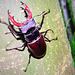 Lucanus Servus