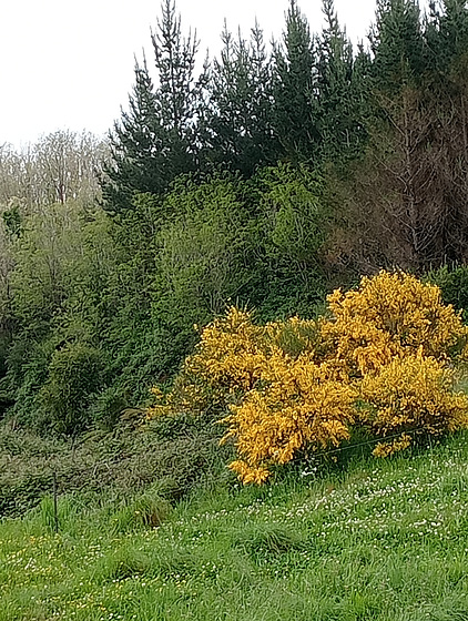 Near Tokoroa