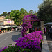 Bormes les Mimosas