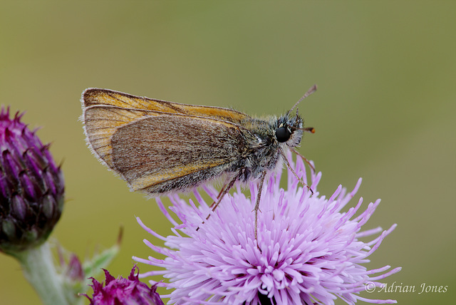 Thymelicus sylvestris (Small Skipper Butterfly)