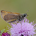 Thymelicus sylvestris (Small Skipper Butterfly)