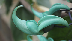 Strongylodon macrobotrys ( Jade Vine )