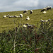 20190610 4976CPw [R~GB] Schafe, Wanderung auf dem Pembrokeshire-Coast-Path, Cwm yr Eglwys, Dinas, Wales