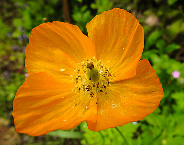 20210605 0416CPw [D~LIP] Kambrischer Scheinmohn (Papaver cambricum), Bad Salzuflen