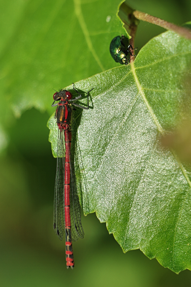 Pyrrhosoma nymphula & Plagiosterna aenea