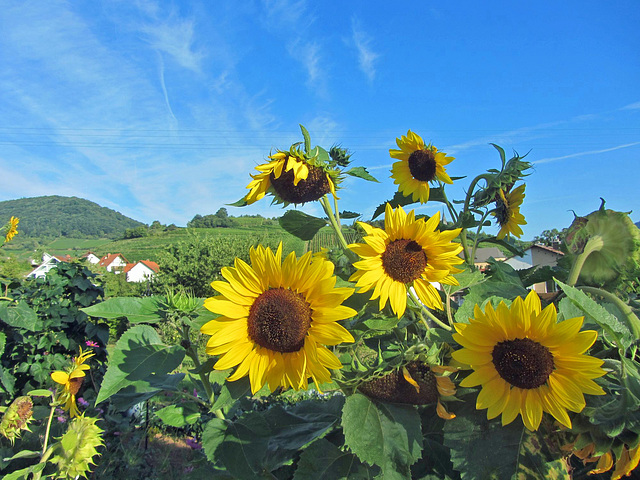 Sonnenblumen in den Weinbergen