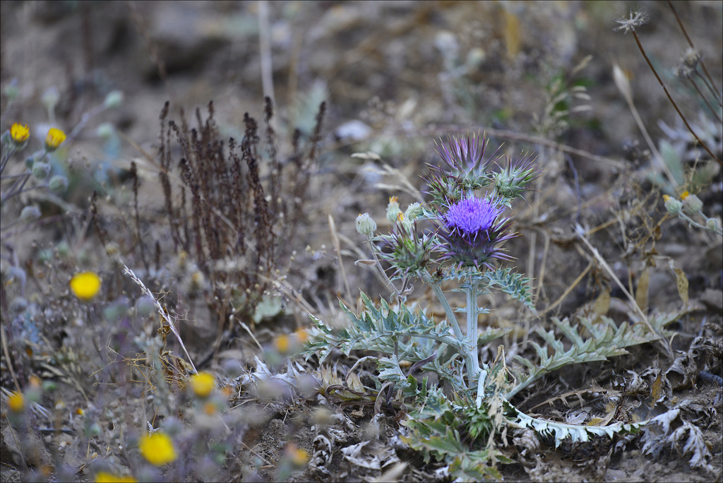 Cynara algarbiensis, Penedos, For my friend Sal