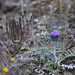 Cynara algarbiensis, Penedos, For my friend Sal