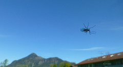 Insekt am Fenster