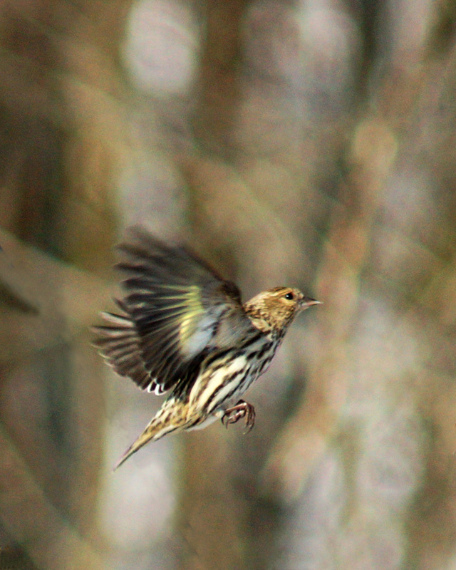 Flying Pine Siskin