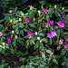 20150421 7722VRAw [D~RI] Rhododendron, Rinteln