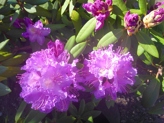 Rhododendron in Knospe und Blüte