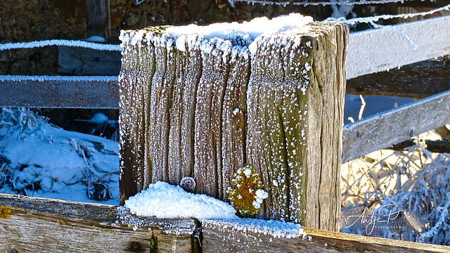 happily frosted fence