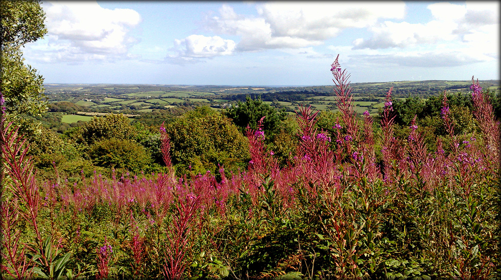 Rosebay Willow Herb