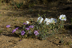 Sand Verbena and Birdcage Primrose