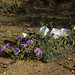 Sand Verbena and Birdcage Primrose