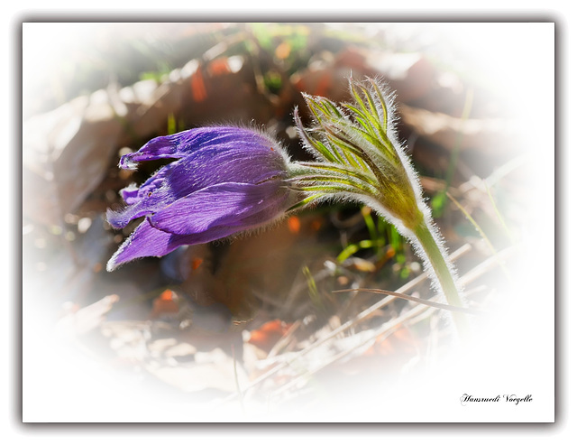 Pulsatilla vulgaris