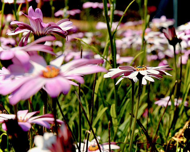 Osteospermum