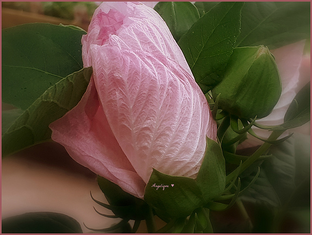 Hibiscus............Belle journée !