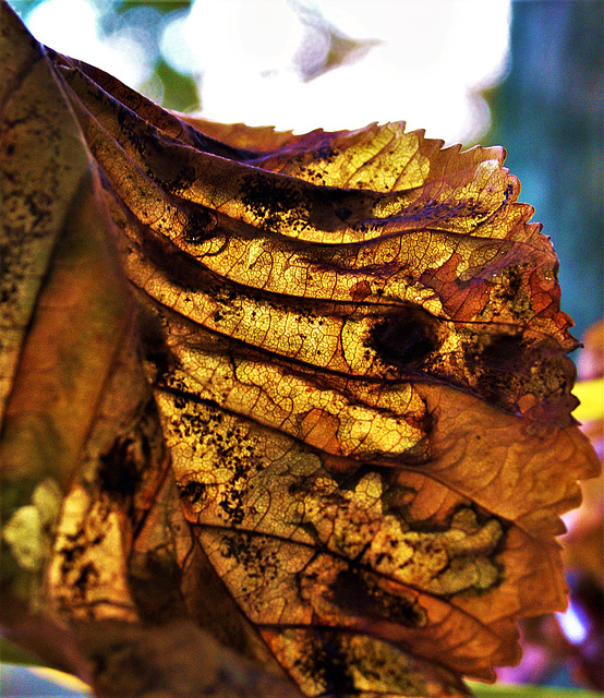Horse Chestnut
