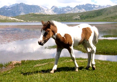 Lac de Nino Corse