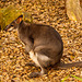 Dusky pademelon