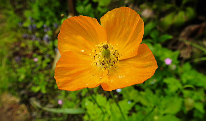 20210605 0417CPw [D~LIP] Kambrischer Scheinmohn (Papaver cambricum), Bad Salzuflen