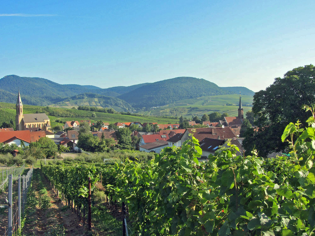 Weinort Birkweiler in der Südpfalz