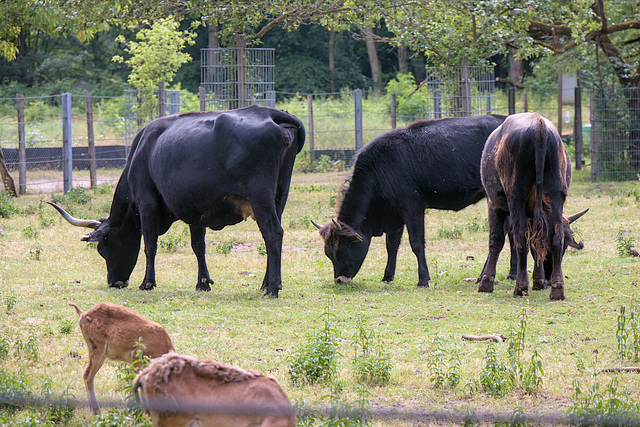 Wildgehege Rheinauer Wald