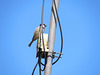 Sparrow On A Power Pole.