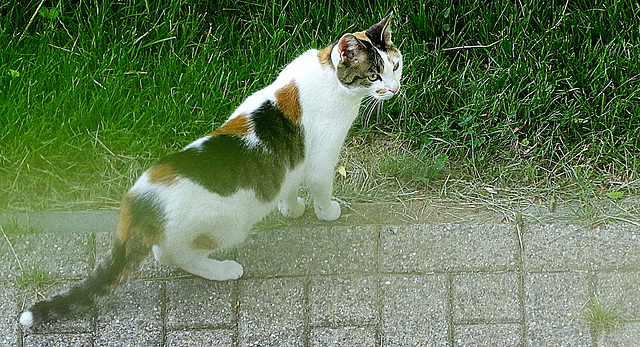 Mietsy