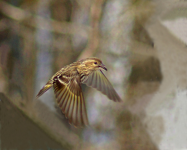 Pine Siskin Carrying a Sunflower Seed