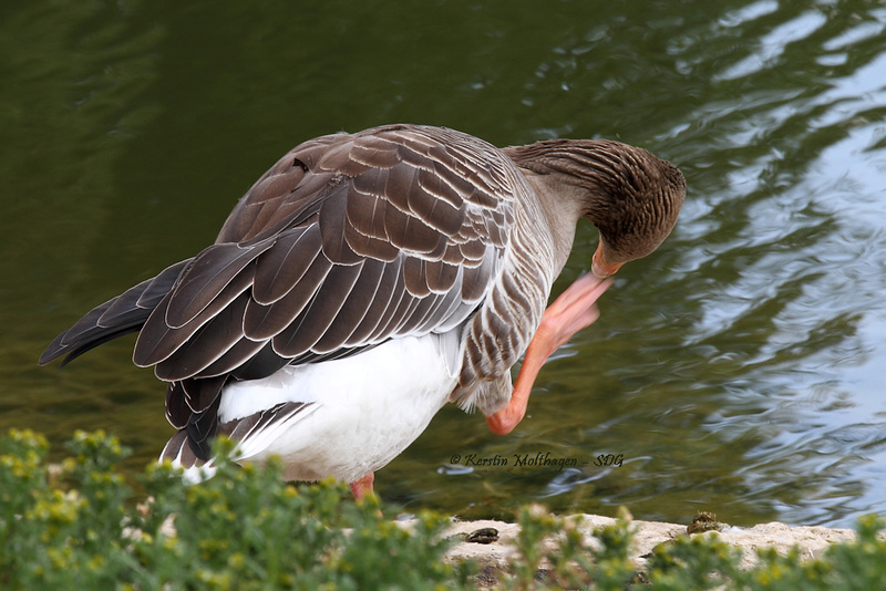 Gelenkige Gans