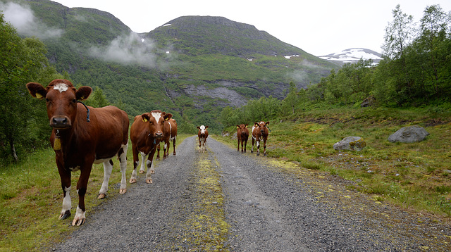 2015 Norway - Trondheim to Bergen