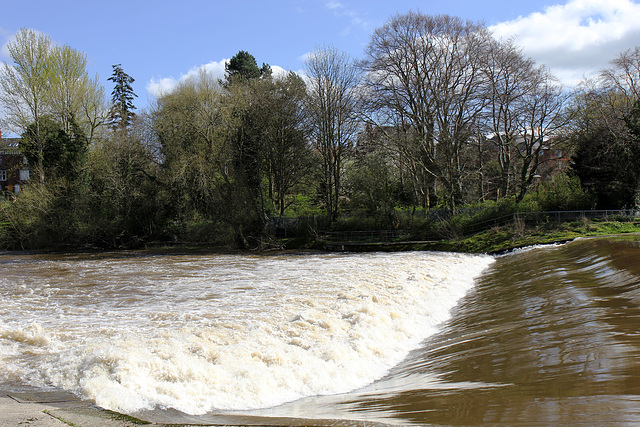 Severn salmon leap