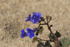 Desert Bluebell