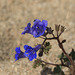 Desert Bluebell