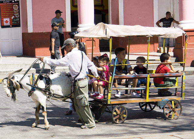 Goat cart, Santa Clara, Cuba