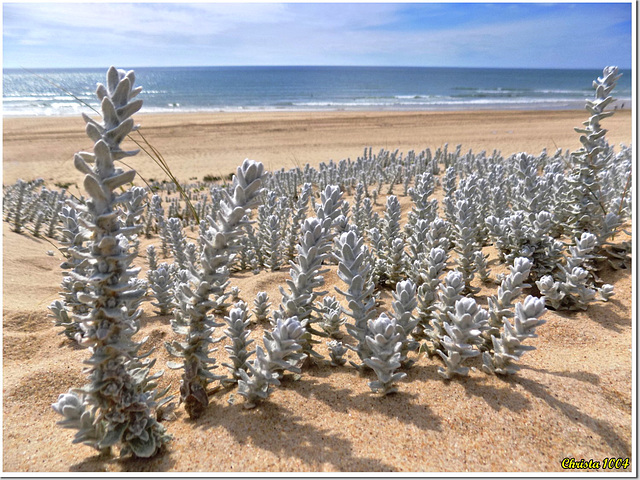 Les dunes sont habitées...