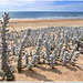 Les dunes sont habitées...