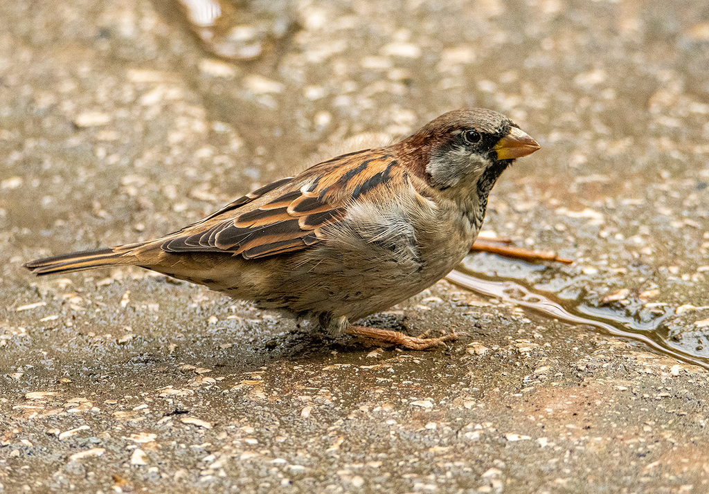Sparrow