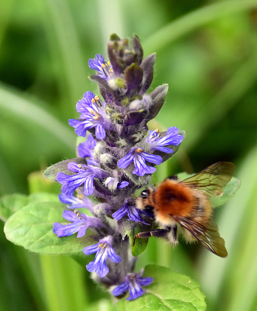 Wildpflanze mit einer Hummel