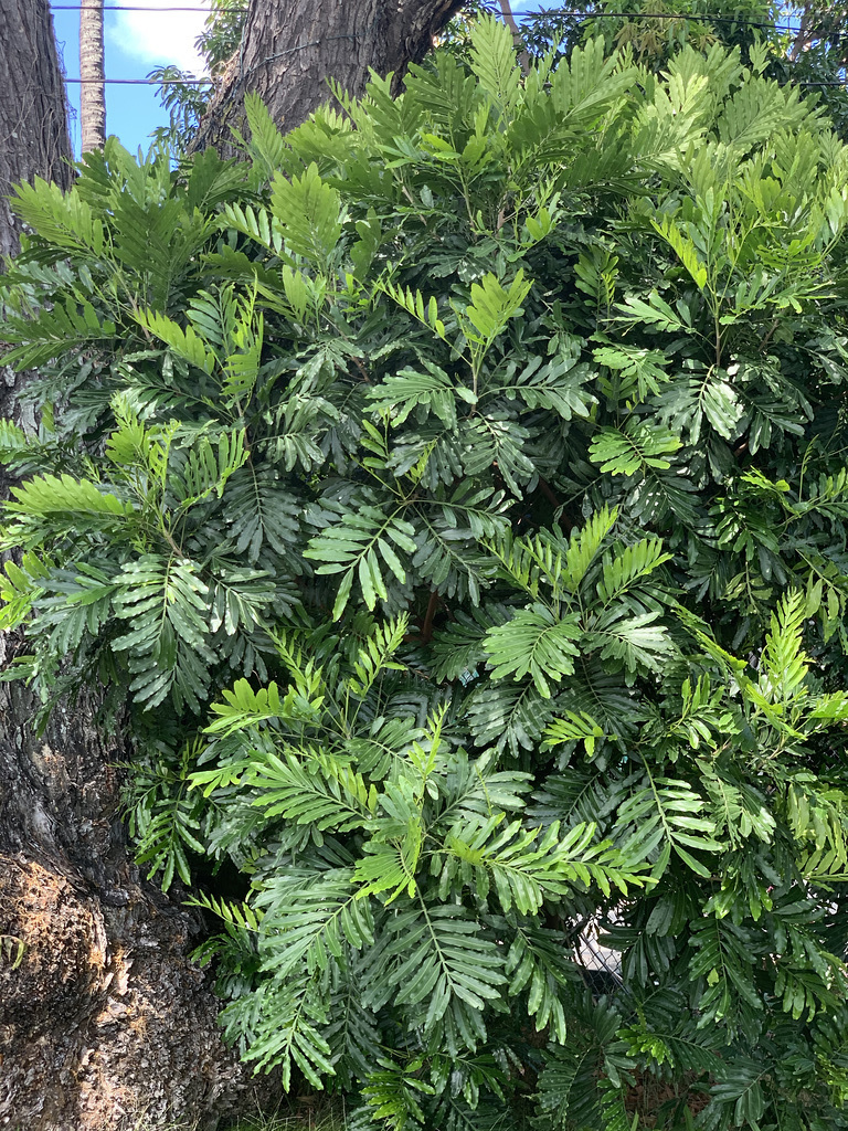 landscaping detail - walking in Kahala