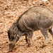 Visayan warty pig