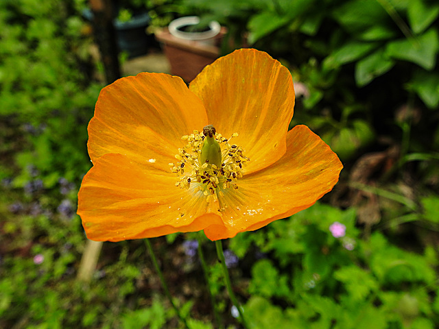 20210605 0418CPw [D~LIP] Kambrischer Scheinmohn (Papaver cambricum), Bad Salzuflen