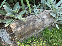 petrified palm log