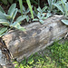 petrified palm log